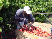 temporer immigrant agricultura recollida estiu 
