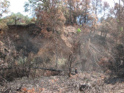 incendi bosc cremat ports