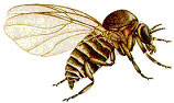 mosca negre insectes bitxo picada 