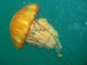 medusa plaga platja