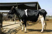 vaca