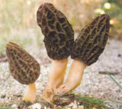 bolets berga