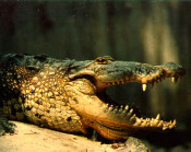 cocodril reptil ull
