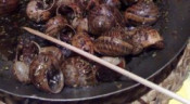 cargol aplec
