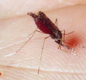 mosquit malaria picada malatia