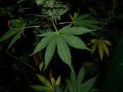 marihuana incautada