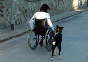gos assistència