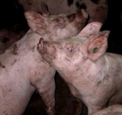 porcs 
