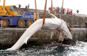 balena morta grua 