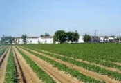 segarra garrigues prat camp cultiu horticultura agricultura
