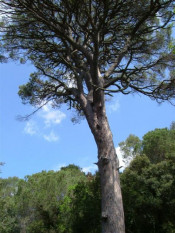 pi centenari vilallonga