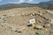 cerdanya arbres robats 