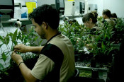 agromillora catalana empresa multinacional plantes 