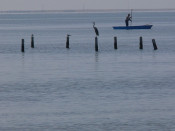 badia dels alfacs