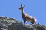 isard 