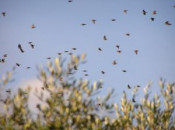 estornells ocells plaga