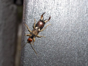 tisoreta bitxo insecte 