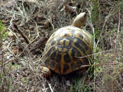 tortuga mediterrania tortugues mediterranies 