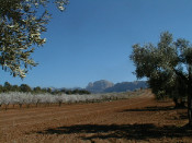 arnes