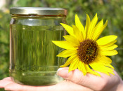 biodiessel gira-sol carburant combustible 