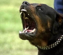 gos perillos Rottweiller Rottweiler