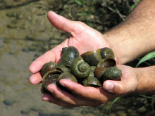 cargol sud-america delta ebre 