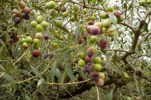 olives oliveres olivera oli