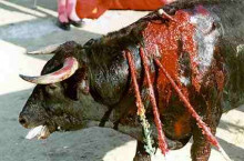 toros castelleres braus tauromàquia