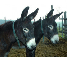 burro catala burros animal