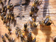 abelles vespes apicultura