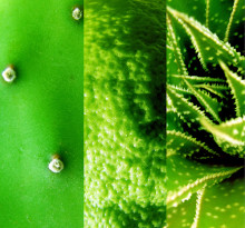 planta medicinal aloe vera