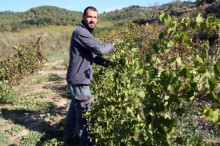 El responsable vitivinícola de l'Olivera, Pau Moragues, en una de les finques de la cooperativa de Vallbona de les Monges