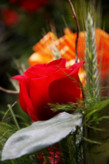 rosa, sant jordi