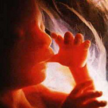 feto huma fetus fetu