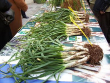 calçots calçotada