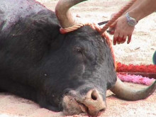 toro, toros, antitaurins