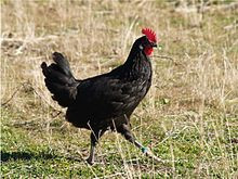 La gallina 'castellana', casta i ponedora
