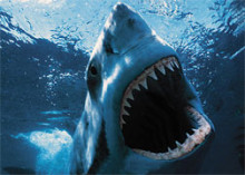 tauro blanc assassi mari mar ocea illes balears mallorca