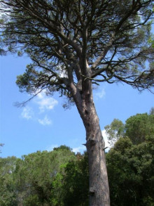 pi centenari vilallonga