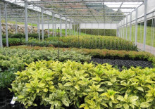 hivernacle plantes