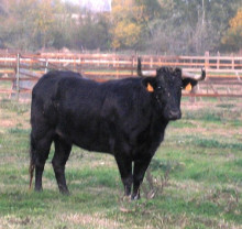 vaca pallaresa