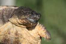 tortuga