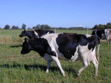 vaca vaques