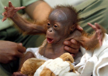 orangutà simis