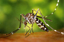 mosquit tigre