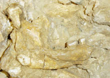 mandíbula homo erectus 