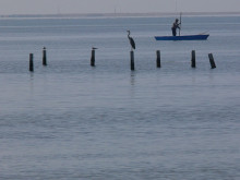 badia dels alfacs