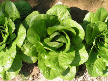 enciams agricultura horticultura amanida vegetal