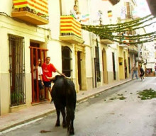 bous braus toros taurí corrida