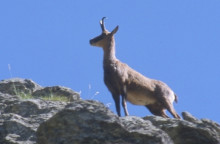 isard 